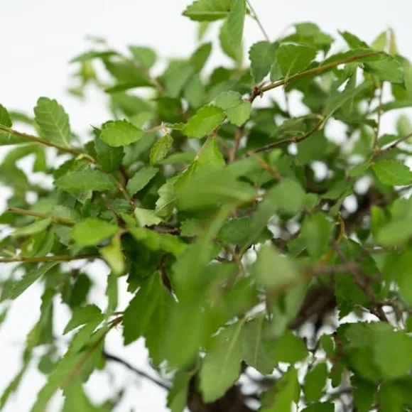 Bonsai med vattenfal - Bonsai - Højde 25-35cm - ⌀29cm