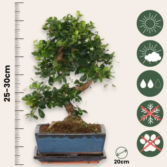 Bonsai træ - Carmona microphylla - Højde 25-30cm - ⌀20cm