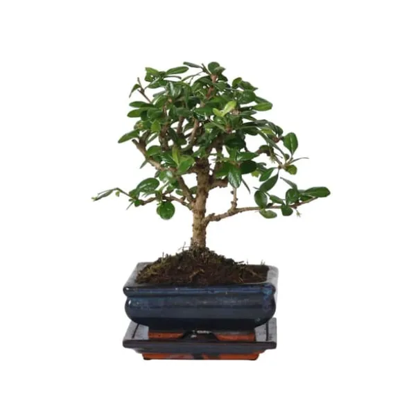 Bonsai træ - Carmona microphylla - Højde 25-30cm - ⌀15cm