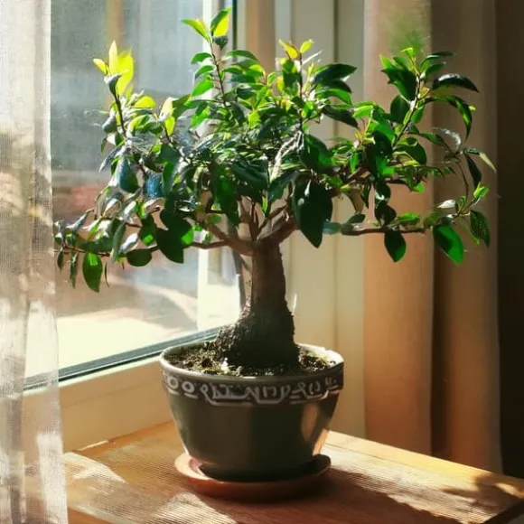 Bonsai træ - Carmona microphylla - Højde 25-30cm - ⌀15cm