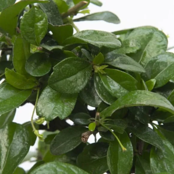 Bonsai træ - Carmona microphylla - Højde 25-30cm - ⌀15cm