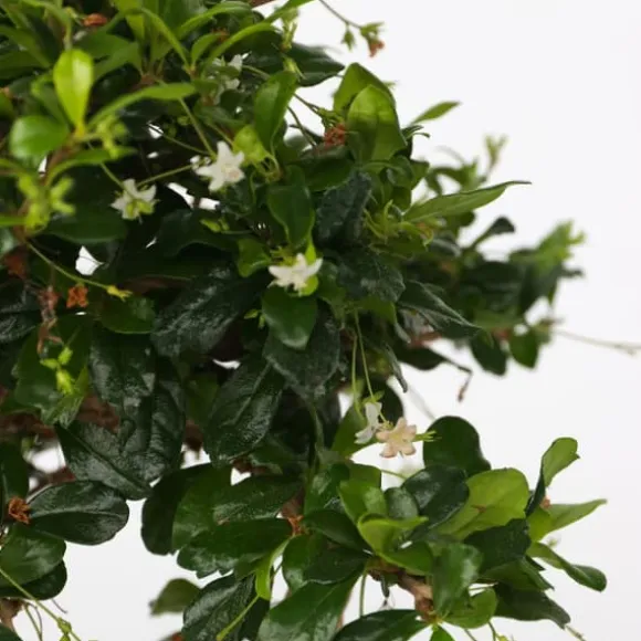 Bonsai træ - Carmona microphylla - Højde 25-30cm - ⌀15cm