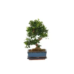 Bonsai træ - Carmona microphylla - Højde 20-30cm - ⌀15cm