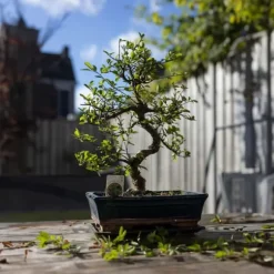 Bonsai træ - Carmona microphylla - Højde 20-30cm - ⌀15cm