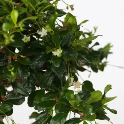 Bonsai træ - Carmona microphylla - Højde 20-30cm - ⌀15cm