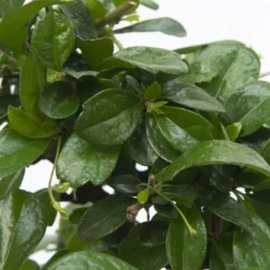 Bonsai træ - Carmona microphylla - Højde 20-30cm - ⌀15cm