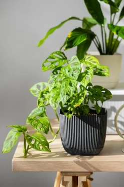 Brændenældegødning Naturligt koncentrat til pottetomatplanter 0,5 l