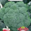 Broccoli Sebastian frø 2 g PlantiCo