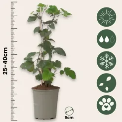 Brombær - 3 stk - Rubus Thornless - Højde 25-40cm - ⌀9cm