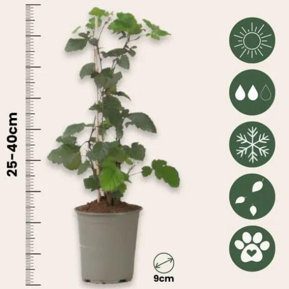 Brombær - 3 stk - Rubus Thornless - Højde 25-40cm - ⌀9cm