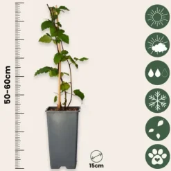 Brombær - Sæt med 2 - Rubus fruticosus 'Thornfree' - Højde 50-60cm - ⌀15cm