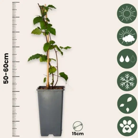 Brombær - Sæt med 2 - Rubus fruticosus 'Thornfree' - Højde 50-60cm - ⌀15cm