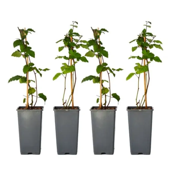 Brombær - Sæt med 2 - Rubus fruticosus 'Thornfree' - Højde 50-60cm - ⌀15cm