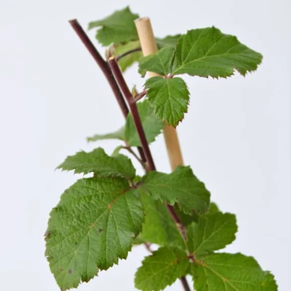 Brombær - Sæt med 2 - Rubus fruticosus 'Thornfree' - Højde 50-60cm - ⌀15cm