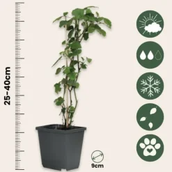 Bærplanter - Sæt med 4 - Rubus, rubrum, Uva, Fructosus - Højde 25-40cm - ⌀9cm