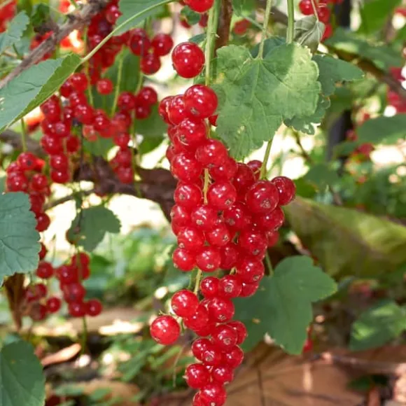 Bærplanter - Sæt med 4 - Rubus, rubrum, Uva, Fructosus - Højde 25-40cm - ⌀9cm