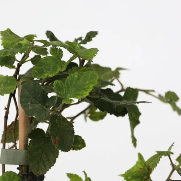 Bærplanter - Sæt med 4 - Rubus, rubrum, Uva, Fructosus - Højde 25-40cm - ⌀9cm