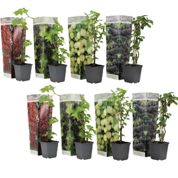Bærplanter - Sæt med 8 - Rubus, rubrum, Uva, Fructosus - Højde 25-40cm - ⌀9cm