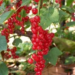 Bærplanter - Sæt med 8 - Rubus, rubrum, Uva, Fructosus - Højde 25-40cm - ⌀9cm