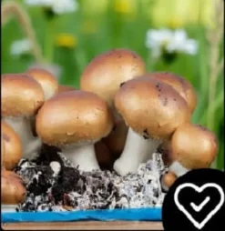 Brun svampemycelium 30 kg stort dyrkningssæt Instruktioner + Gratis