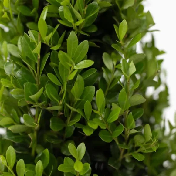 Buksbom - Ilex crenata 'Jenny' - Højde 30-40cm - ⌀17cm
