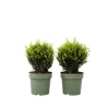 Buksbom - Ilex crenata 'Jenny' - Højde 30-40cm - ⌀17cm