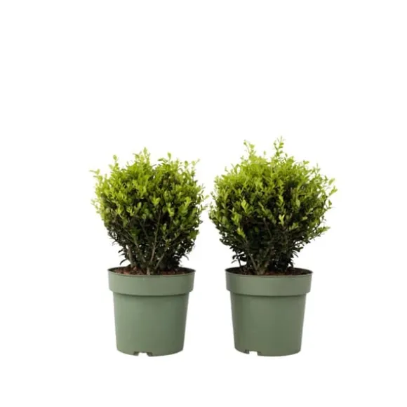 Buksbom - Ilex crenata 'Jenny' - Højde 30-40cm - ⌀17cm