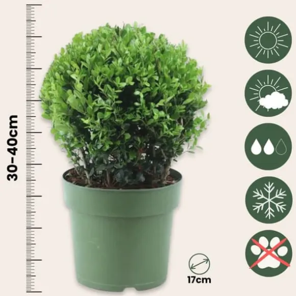 Buksbom - Ilex crenata 'Jenny' - Højde 30-40cm - ⌀17cm