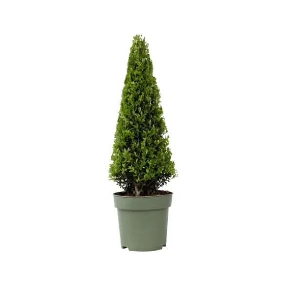 Buksbom - Ilex crenata 'Jenny' - Højde 55-65cm - ⌀21cm