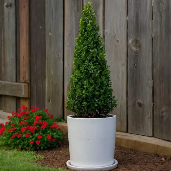 Buksbom - Ilex crenata 'Jenny' - Højde 55-65cm - ⌀21cm