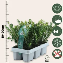 Buksbom - Sæt med 12 - Ilex crenata 'Jenny' - Højde 10-20cm - ⌀9cm