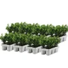 Buksbom - Sæt med 48 - Ilex crenata 'Jenny' - Højde 10-20cm - ⌀9cm