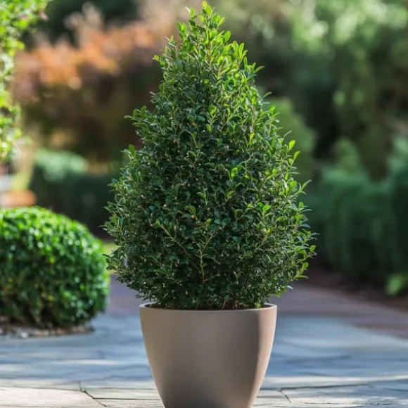 Buksbom - Sæt med 2 - Ilex crenata 'Jenny' - Højde 55-65cm - ⌀21cm