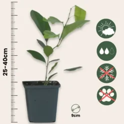 Citrontræ - 3 stk - Citrus limon - Højde 25-40cm - ⌀9cm