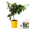 Citrontræ - Citrus limon - Højde 60-70cm - ⌀19cm