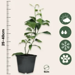 Citrontræ - Sæt med 3 - Citrus limon - Højde 25-40cm - ⌀9cm