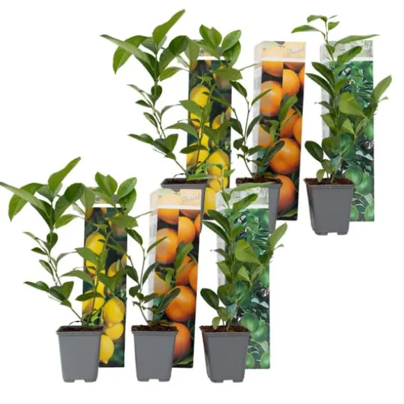 Citrontræ - Sæt med 6 - Citrus limon - Højde 25-40cm - ⌀9cm