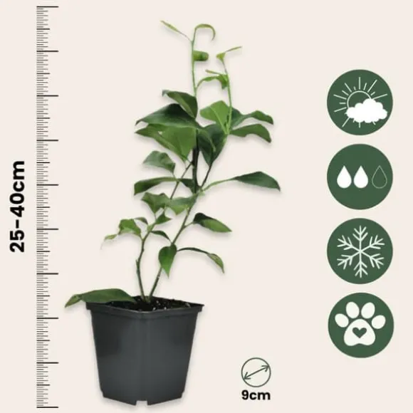 Citrontræ - Sæt med 6 - Citrus limon - Højde 25-40cm - ⌀9cm