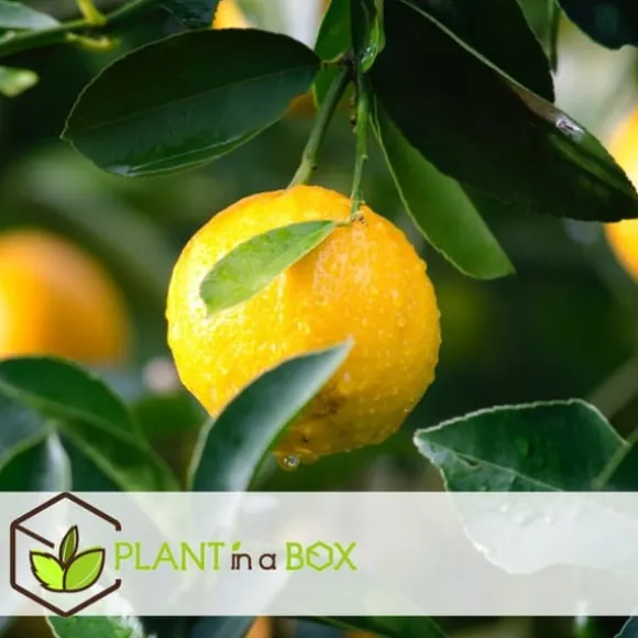 Citrontræ - Sæt med 6 - Citrus limon - Højde 25-40cm - ⌀9cm