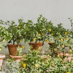 Citrontræ - Sæt med 2 - Citrus limon - Højde 60-70cm - ⌀19cm