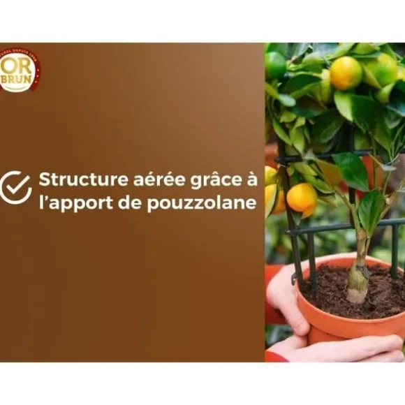 Citrus- og middelhavsplantejord - BRUN GULD - OBRTAGR6U - 6L - Oliventræer, palmer og cycas