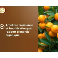 Citrus- og middelhavsplantejord - BRUN GULD - OBRTAGR6U - 6L - Oliventræer, palmer og cycas