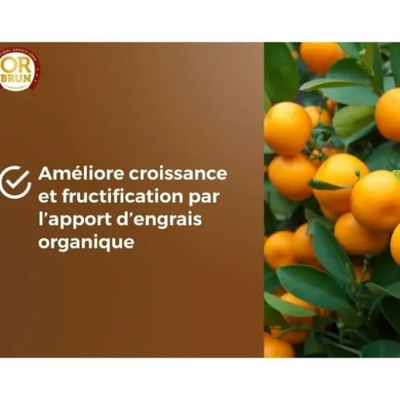 Citrus- og middelhavsplantejord - BRUN GULD - OBRTAGR6U - 6L - Oliventræer, palmer og cycas