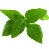 Click & Grow Smart Garden refill Thai Basilikum 3 stk