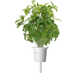 Click & Grow Smart Garden refill Thai Basilikum 3 stk