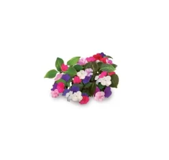 Click & Grow Smart Garden refill Busy Lizzie 3stk