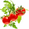 Click & Grow Smart Garden refill Mini Tomat 3 stk