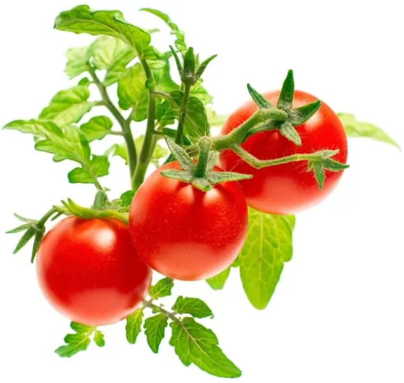 Click & Grow Smart Garden refill Mini Tomat 3 stk