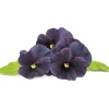 Click & Grow Smart Garden refill Sort stedmoderblomst 3 stk