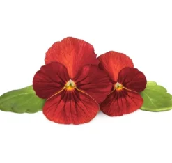 Click & Grow Smart Garden Refill Red Pansy 3stk